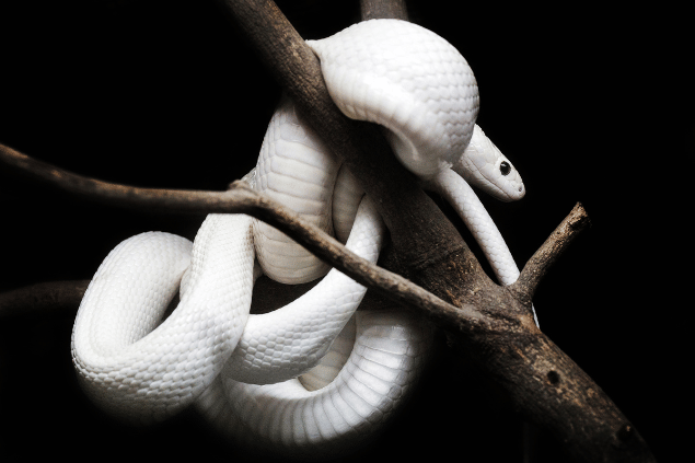 Sonhar com cobra branca: desvende o que isso significa